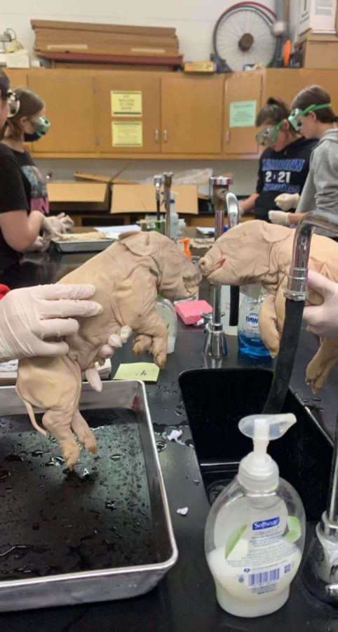 Its Not Fourth Quarter Without a Pig Dissection!